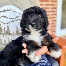 Glory - Tri-color female Bernedoodle puppy in Ferguson, North Carolina from Elevated Standards NC