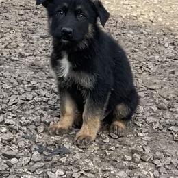 Dachshund and German Shepherd Puppies from Illyria Dox & GSD