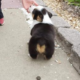 American Corgi and Pembroke Welsh Corgi Puppies from 101 Corgis