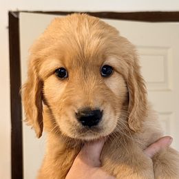 Cumin (Red Collar) - Dark golden male Golden Retriever puppy in Jefferson, Iowa from New Beginnings Acres
