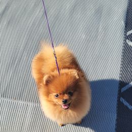 Pomeranian Puppies from Gypsy Poms