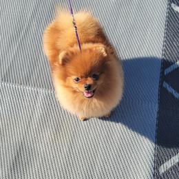 Pomeranian Puppies from Gypsy Poms