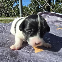 Angel - White and black female Papillon puppy in Hollister, Missouri from Swan Creek Kennel