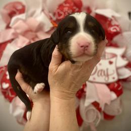 Kai - Tri-color male Bernedoodle puppy in Idaho from Bernese By Barzees