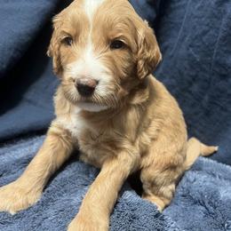Captain - Red  male Goldendoodle puppy in Placerville, California from New Dawn Poodles and Doodles