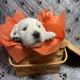 Mr Orange - Light golden male Golden Retriever puppy in Grand Island, Nebraska from Loseke Family Retrievers