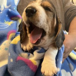Basset Hound Puppies from Olveras Hound of Ohio