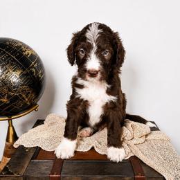 Yogi - Brown and white male Aussiedoodle puppy in Haleyville, Alabama from The Cuddly Dood Ranch