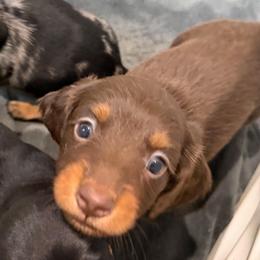 Bob - Chocolate and tan male Dachshund puppy in Shawnee, Oklahoma from Magic Eagle Miniature Dachshunds