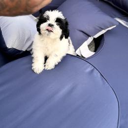 Shih Tzu Puppies from Adams Pawsitive Pawfection