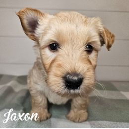 Boy 4 - green collar - Wheaten male Scottish Terrier puppy in San Tan Valley, Arizona from For the love of Scotties