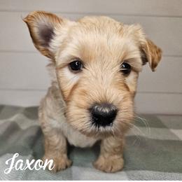 Boy 4 - green collar - Wheaten male Scottish Terrier puppy in San Tan Valley, Arizona from For the love of Scotties