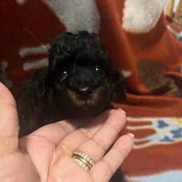 Sprout - Phantom male Poodle puppy in Winter Haven, Florida from Herdez’s Poodles