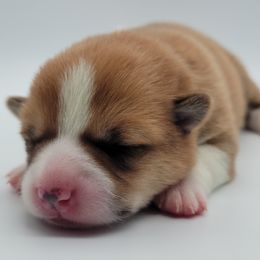 Pembroke Welsh Corgi Puppies from West Coast Corgi