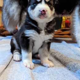 Siberian Husky Puppies from Wyant Farms