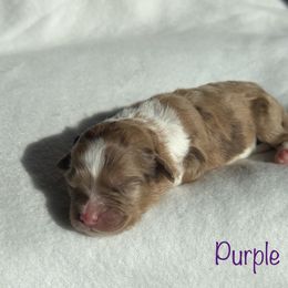Girl 3 - Aussiedoodle puppy in Shell Lake, Wisconsin from KC Acres