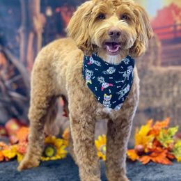 Link - Australian Cobberdog