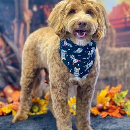 Link - Australian Cobberdog