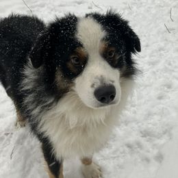 Maximus - Miniature Australian Shepherd