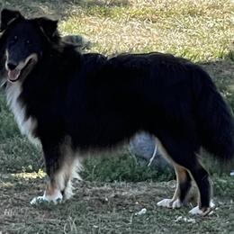 Steelz - Shetland Sheepdog