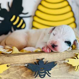 Dalmatian Puppies from Snow Dalmatians