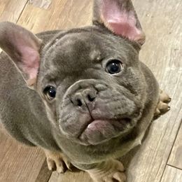 French Bulldogs from Little Big Horn Bullies
