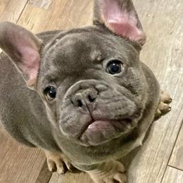 French Bulldogs from Little Big Horn Bullies