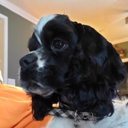 Dixie - Cocker Spaniel