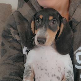 Ken - Piebald male Dachshund puppy in Lindsay, California from Lewis Creek Dachshunds