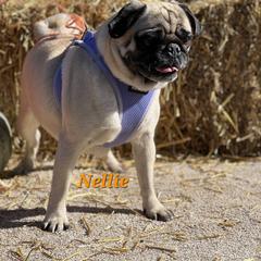 Nellie - Pug