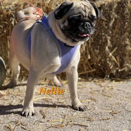 Nellie - Pug