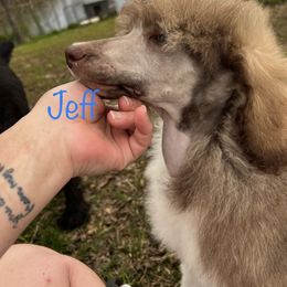 Poodle Puppies from Shellie’s Poodle Patch