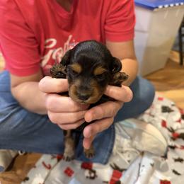 Lola - Black and tan female Dachshund puppy in Wappapello, Missouri from Kandb Dachshunds