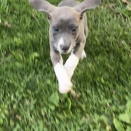 Mountain Cur Puppies from Walnut Ridge Mountain Curs