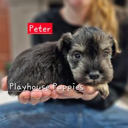 Peter - Salt and pepper male Miniature Schnauzer puppy in Lebanon, Missouri from Playhouse Puppies