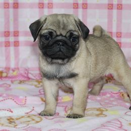 Ilona - Fawn female Pug puppy in Tuscola, Illinois from Dream on puppies