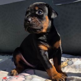 Blue - Black and rust male Doberman Pinscher puppy in Denham Springs, Louisiana from Franklin Dobermans