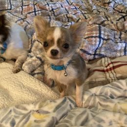 Hudson - Chihuahua