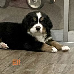 Bernese Mountain Dog Puppies from Willow Tree Berners