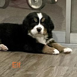 Bernese Mountain Dog Puppies from Willow Tree Berners