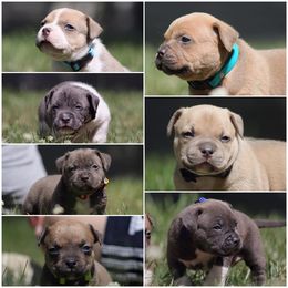 American Bully Puppies from Wulfsbane American Bullies