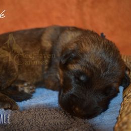Navy Collar - Sable male German Shepherd puppy in Orlando, Florida from AceHaven Canines