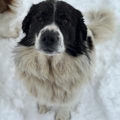 Karakachan and Labrador Retriever All Grown Up from Victorian Acres
