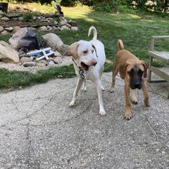 Black Mouth Cur All Grown Up from Shipman Black Mouth Curs