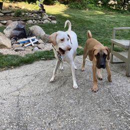 Black Mouth Cur All Grown Up from Shipman Black Mouth Curs