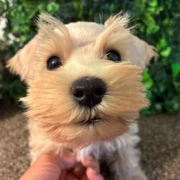 Twister (Green Collar) - Wheaten male Miniature Schnauzer puppy in Hemet, California from Journee Home Mini Schnauzers
