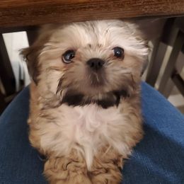 TBD - Shih Tzu