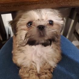 TBD - Shih Tzu