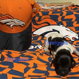 Singleton - Black roan female German Shorthaired Pointer puppy in Jackson, Georgia from Tiner GSP’s LLC