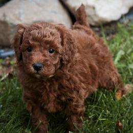Saber - Red  male Poodle puppy in Nappanee, Indiana from Perfect Match Poodles